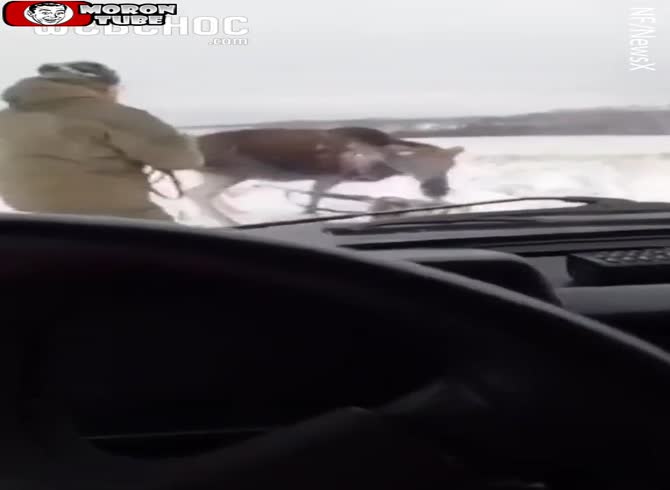 Video :In Russia, a wounded moose retaliates and assaults a hunter
